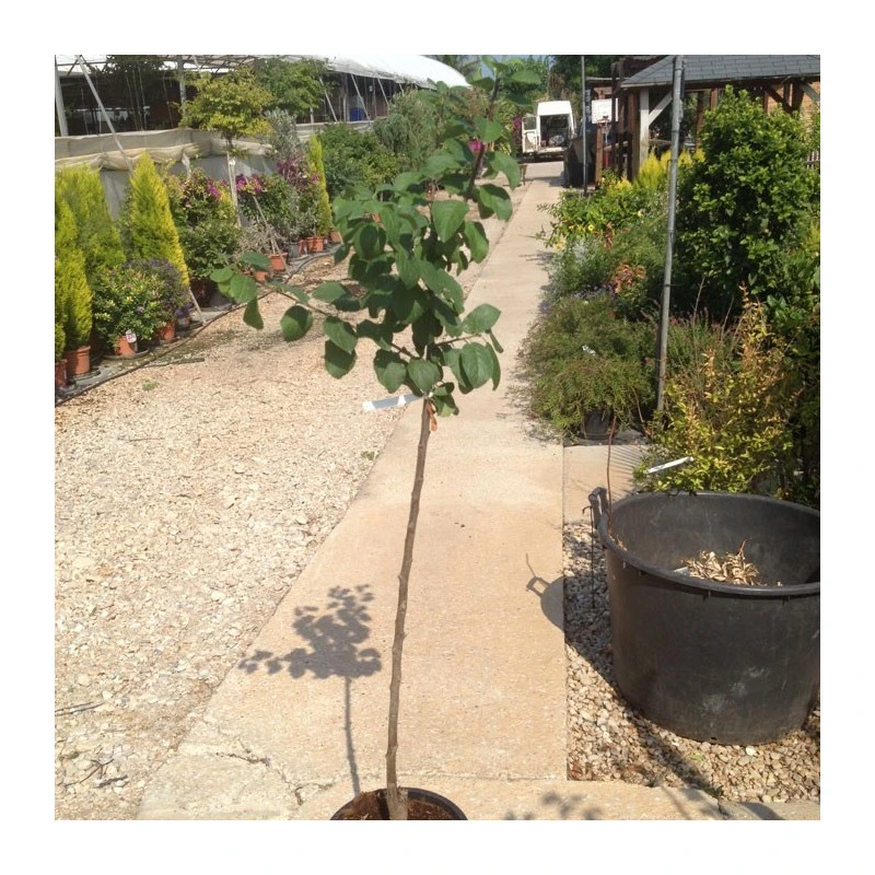 Ciruelo Claudia Verde 4 Ciruelo Claudia Verde - Imagen 2