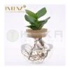 Clusia Rosea Princess -Wrights Tienda clusia rosea princess