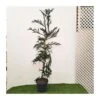 Cryptomeria Japonica Rasen -Wrights Tienda criptomeria japonica rasen