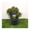 Cryptomeria Monstrosa Nana -Wrights Tienda cryptomeria monstrosa nana