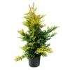 Cupressocyparis Leylandii Gold River 1 Cupressocyparis Leylandii Gold River -Wrights Tienda cupressocyparis leylandii gold river
