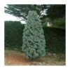 Cupressus Arizonica -Wrights Tienda cupressus arizonica