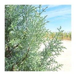 Cupressus Arizonica 7 Cupressus Arizonica -Wrights Tienda cupressus arizonica 2