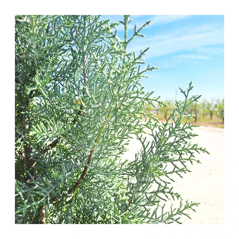 Cupressus Arizonica 5 Cupressus Arizonica - Imagen 3