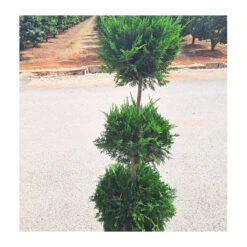 Wrights Tienda 17 Wrights Tienda -Wrights Tienda cupressus leylandii 1