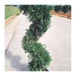 Cupressus Leylandii Espiral