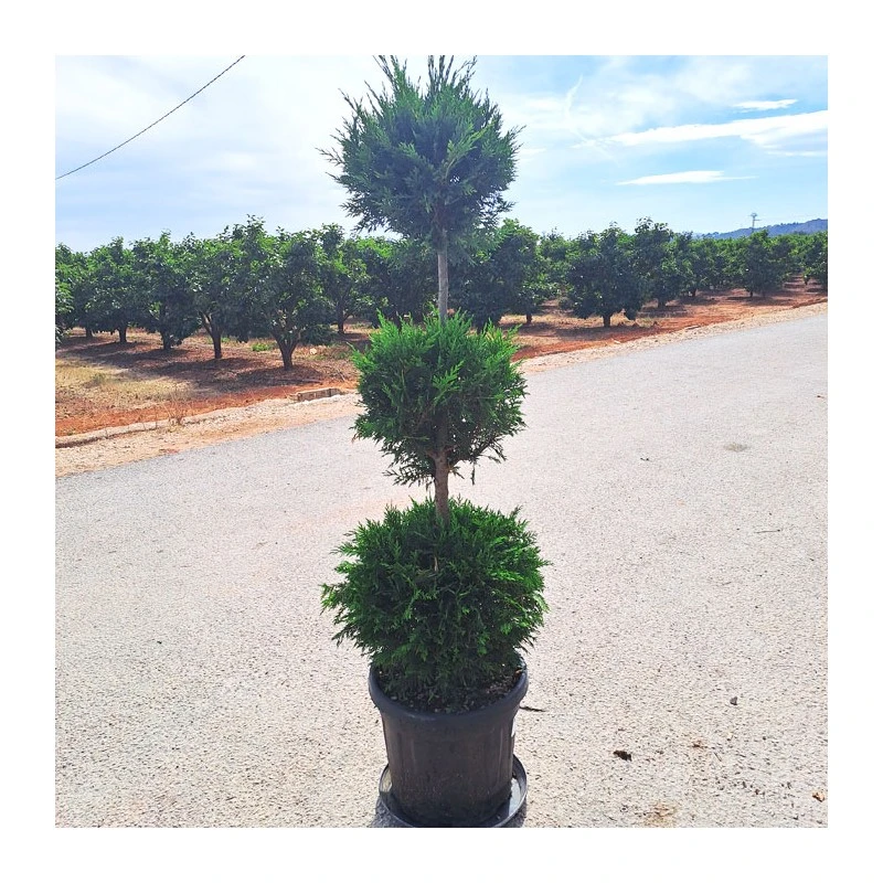 Cupressus Leylandii Aurea