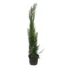 Cupressus Sempervirens Stricta -Wrights Tienda cupressus sempervirens stricta