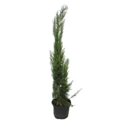 Cupressus Sempervirens Stricta