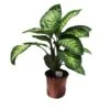 Dieffenbachia Reeva Tropic -Wrights Tienda diefenbachia tropic