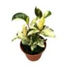 Ficus Gemengd 1 Ficus Gemengd -Wrights Tienda ficus gemengd