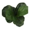 Ficus Lyrata EJEMPLAR -Wrights Tienda ficus lyrata
