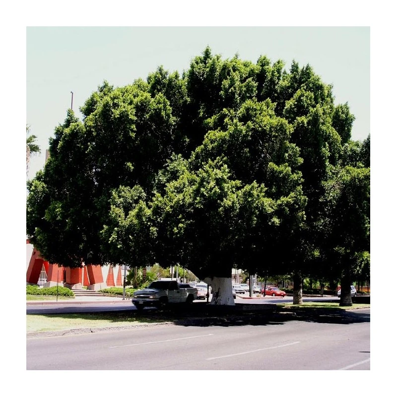 Ficus Retusa Nítida Ejemplar 3 Ficus Retusa Nítida Ejemplar