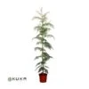 Grevillea Robusta EJEMPLAR 1 Grevillea Robusta EJEMPLAR -Wrights Tienda grevillea robusta 4