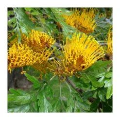 Grevillea Robusta EJEMPLAR -Wrights Tienda grevillea robusta 7
