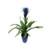 Guzmania Ocean Blue Sin Flor Compra 2 Y Paga 1 1 Guzmania Ocean Blue Sin Flor Compra 2 Y Paga 1 -Wrights Tienda guzmania ocean blue