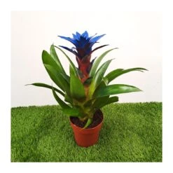 Guzmania Ocean Blue Sin Flor Compra 2 Y Paga 1 -Wrights Tienda guzmania ocean blue 2