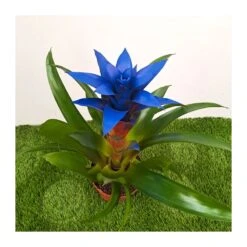 Guzmania Ocean Blue Sin Flor Compra 2 Y Paga 1 -Wrights Tienda guzmania ocean blue 3