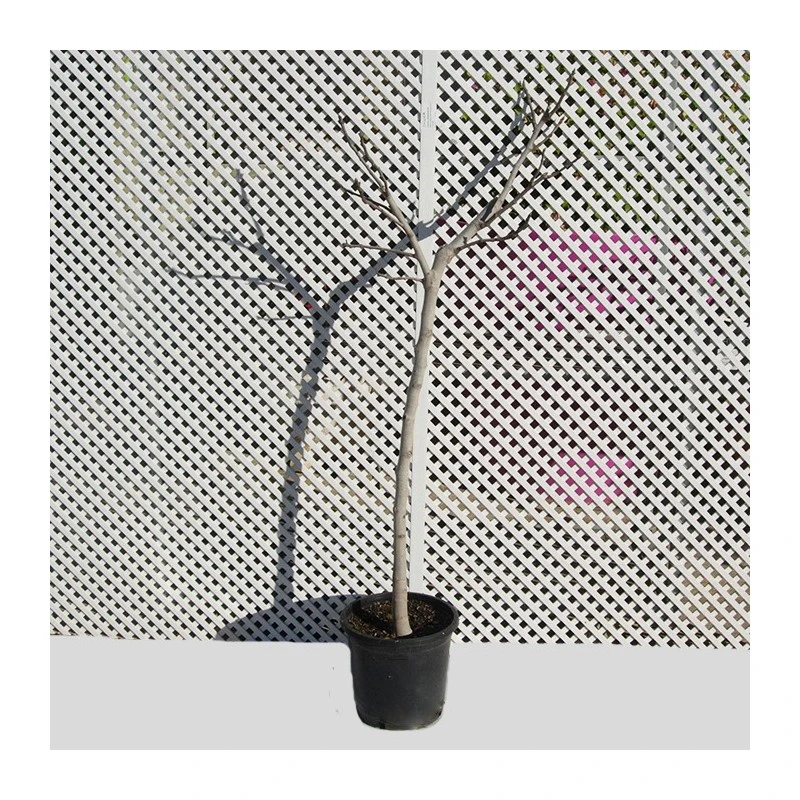 Higuera Breva Negra EJEMPLAR 4 Higuera Breva Negra EJEMPLAR - Imagen 2