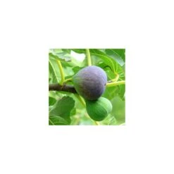 Higuera Breva Negra EJEMPLAR 7 Higuera Breva Negra EJEMPLAR -Wrights Tienda higuera breva 2