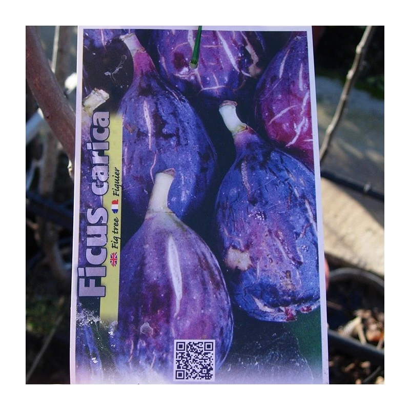 Higuera Breva Negra EJEMPLAR 3 Higuera Breva Negra EJEMPLAR