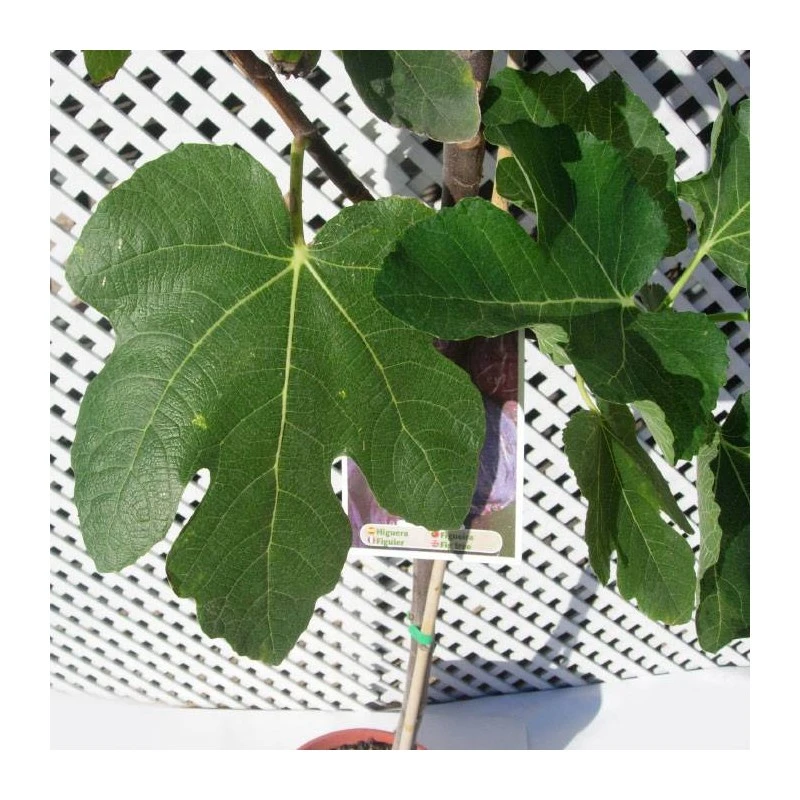 Higuera Violette De Solies 3 Higuera Violette De Solies