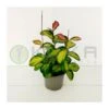 Hoya Australis Lisa -Wrights Tienda hoya australis lisa