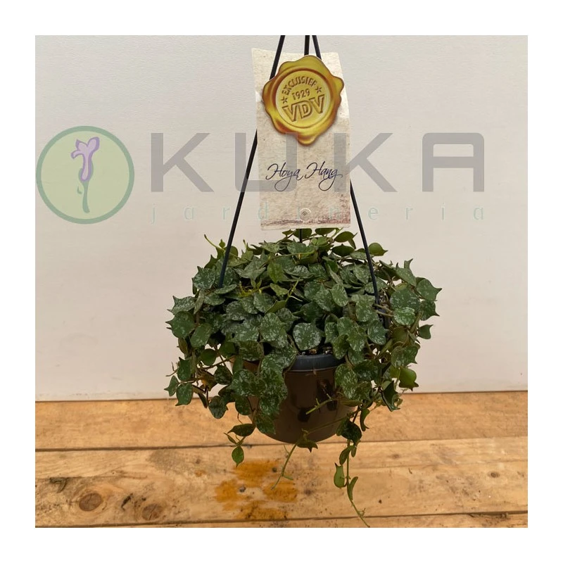 Hoya Curtisii 3 Hoya Curtisii