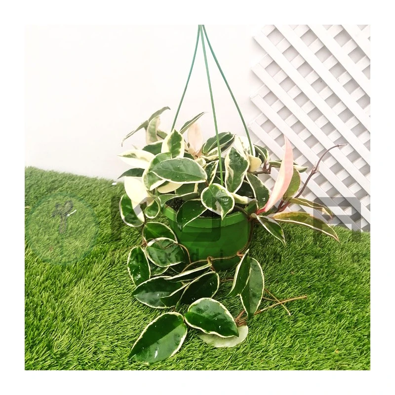 Hoya Krimson Queen 4 Hoya Krimson Queen - Imagen 2