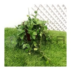 Hoya Kroniana Splash