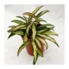 Hoya Wayetti Tricolor -Wrights Tienda hoya wayetti