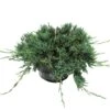 Juniperus Horizontalis Wiltonii 2 Juniperus Horizontalis Wiltonii -Wrights Tienda juniperus horizontalis wiltonii