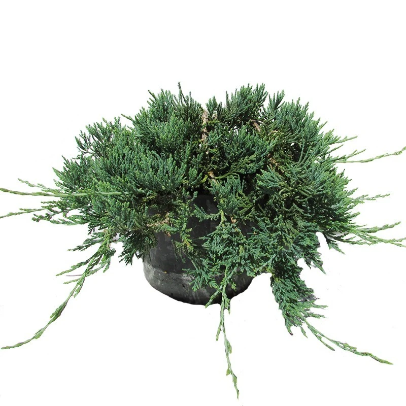 Juniperus Horizontalis Wiltonii 3 Juniperus Horizontalis Wiltonii