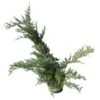 Juniperus Pfitzer Glauca -Wrights Tienda juniperus pfitzer glauca