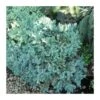 Juniperus Squamata Blue Star -Wrights Tienda juniperus squamata blue star