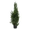 Juniperus Virginiana Helle -Wrights Tienda juniperus virginiana helle