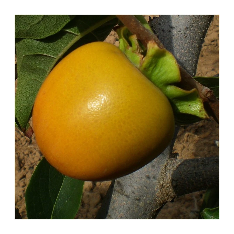 Kaki Tomatero 3 Kaki Tomatero