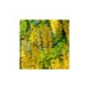 Laburnum Anagiroides -Wrights Tienda laburnum anagyroides