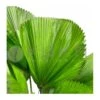Licuala Grandis -Wrights Tienda licuala grandis