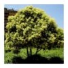 Ligustrum Japonica -Wrights Tienda ligustrum japonica