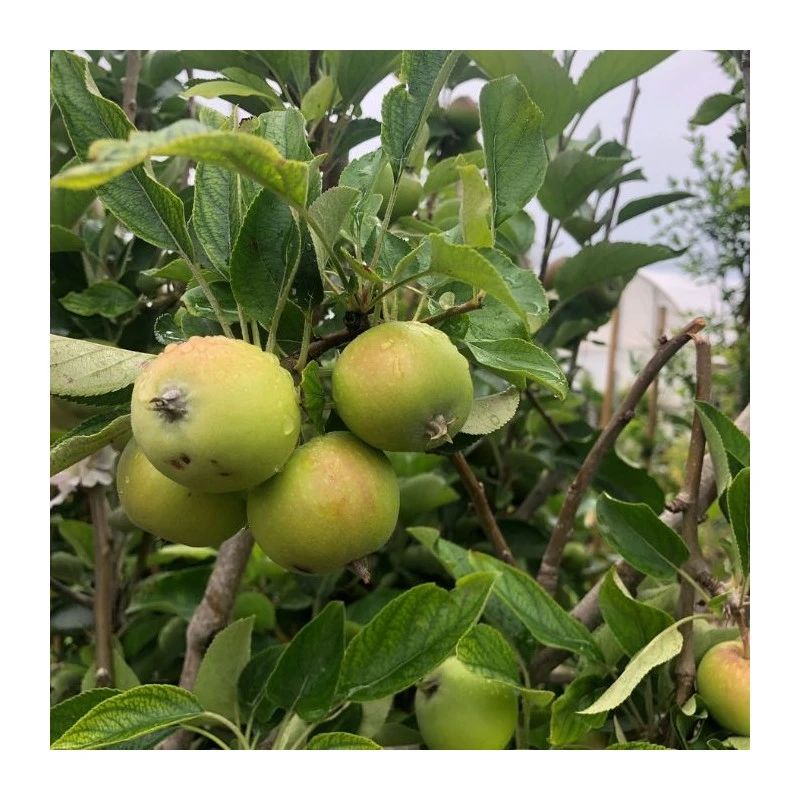 Manzano Top Red 2 Manzano Top Red