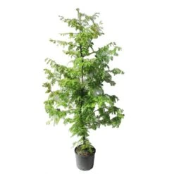 Metasecuoya. Metasequoia Glyptostroboides