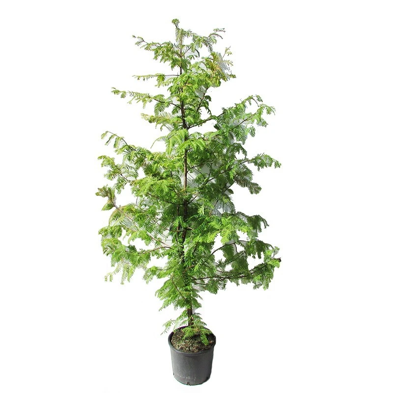 Metasecuoya. Metasequoia Glyptostroboides 3 Metasecuoya. Metasequoia Glyptostroboides