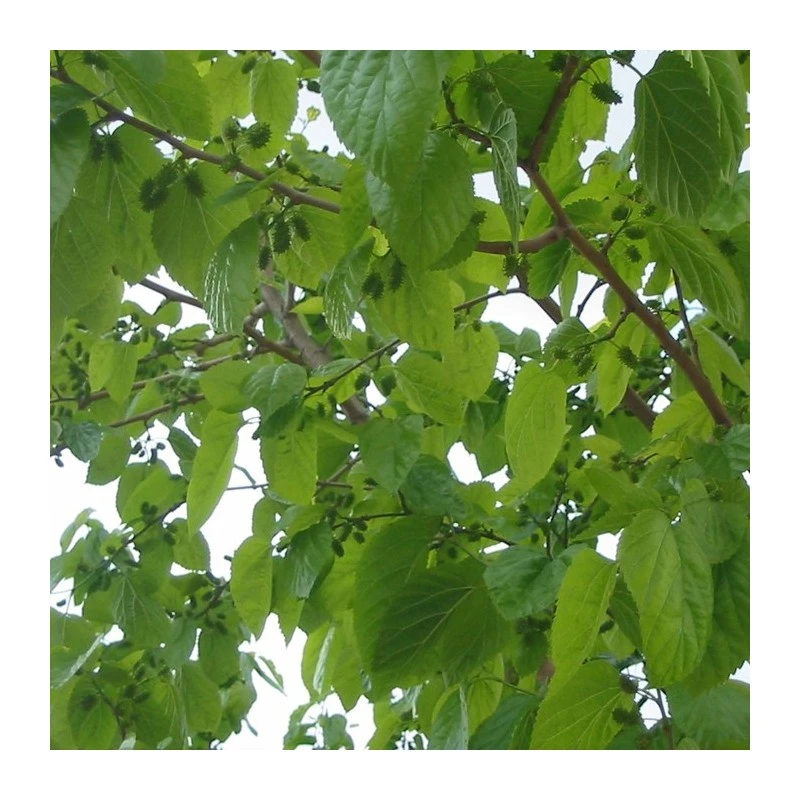 Morus Milanowek 3 Morus Milanowek