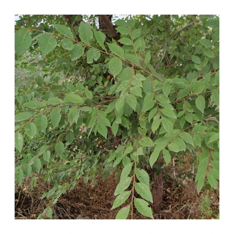 Olmo Pumila 3 Olmo Pumila