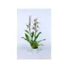 Orquídea Brassia Summer Dream Sin Flor Compra 2 Y Paga 1 2 Orquídea Brassia Summer Dream Sin Flor Compra 2 Y Paga 1 -Wrights Tienda orquidea brassia summer dream