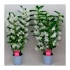 Orquidea Dendrobium Nobile Blanca Sin Flor Compra 2 Y Paga 1 -Wrights Tienda orquidea dendrobium nobile blanca sin flor compra 2 y paga 1