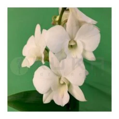 Orquidea Dendrobium Sa-Nook Variado 8 Orquidea Dendrobium Sa-Nook Variado -Wrights Tienda orquidea dendrobium sa nook 1 2