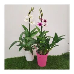 Orquidea Dendrobium Sa-Nook Variado 9 Orquidea Dendrobium Sa-Nook Variado -Wrights Tienda orquidea dendrobium sa nook 1 3