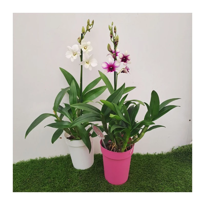 Orquidea Dendrobium Sa-Nook Variado 6 Orquidea Dendrobium Sa-Nook Variado - Imagen 4